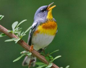 Northern Parula