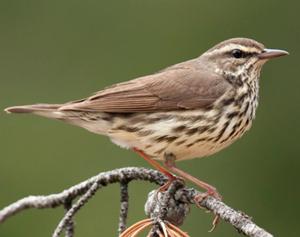 Northern Waterthrush