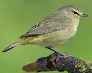 Orange-crowned Warbler