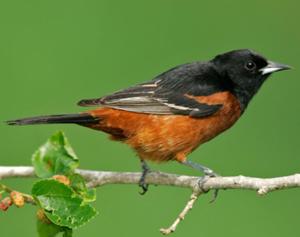 Orchard Oriole