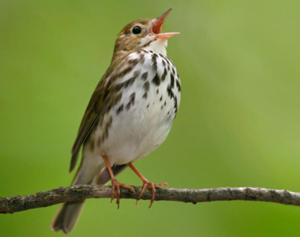 Ovenbird