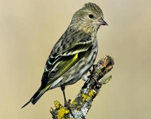 Pine Siskin