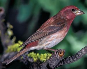 Purple Finch