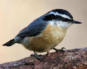 Red-breasted Nuthatch