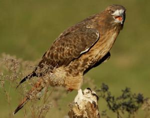 Red-tailed Hawk