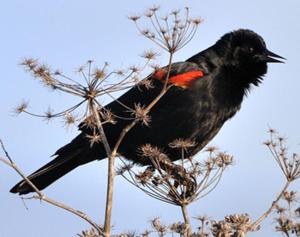 Red-winged Blackbird