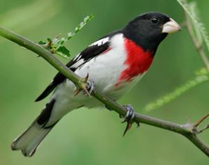 Rose-breasted Grosbeak