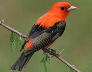 Scarlet Tanager