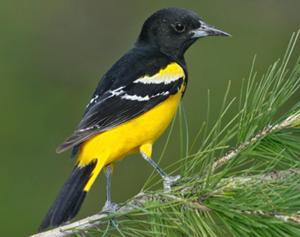 Scott's Oriole