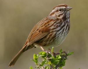 Song Sparrow