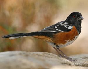 Spotted Towhee