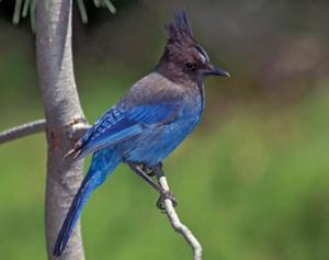 Steller's Jay