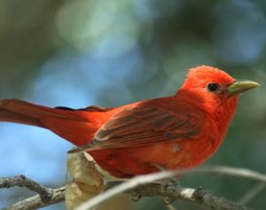 Summer Tanager