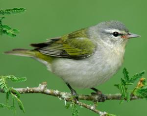 Tennessee Warbler