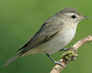 Warbling Vireo