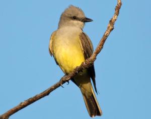 Western Kingbird