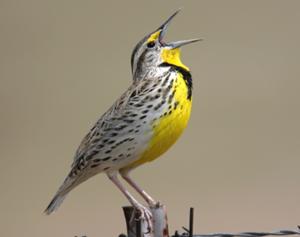 Western Meadowlark