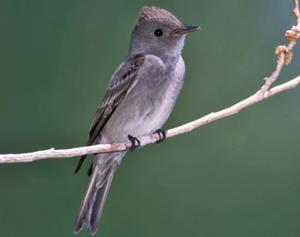 Western Wood-Pewee