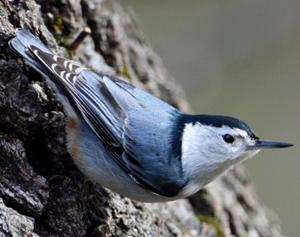 White-breasted Nuthatch