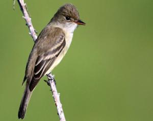 Willow Flycatcher