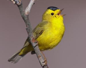 Wilson's Warbler
