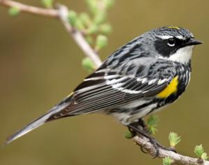 Yellow-rumped Warbler