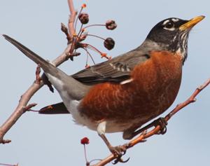 American Robin