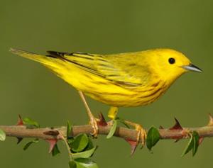 Yellow Warbler