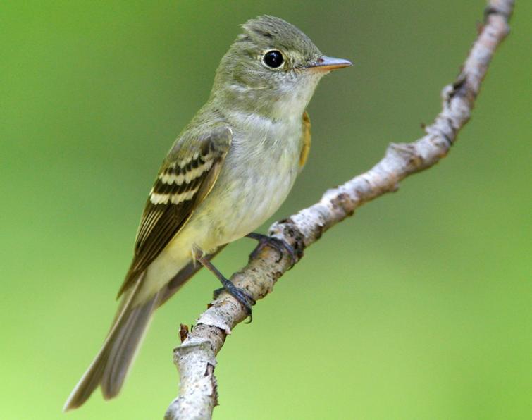 Image of Acadian Flycatcher