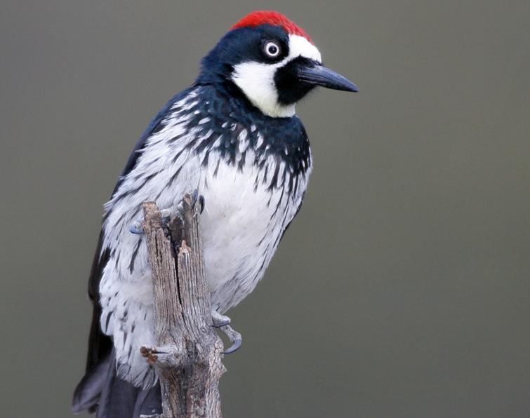 Image of Acorn Woodpecker