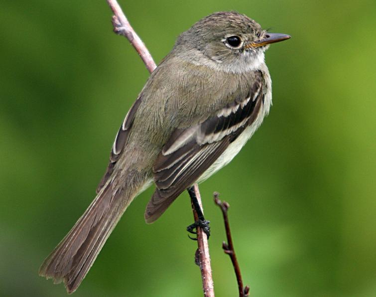 Image of Alder Flycatcher