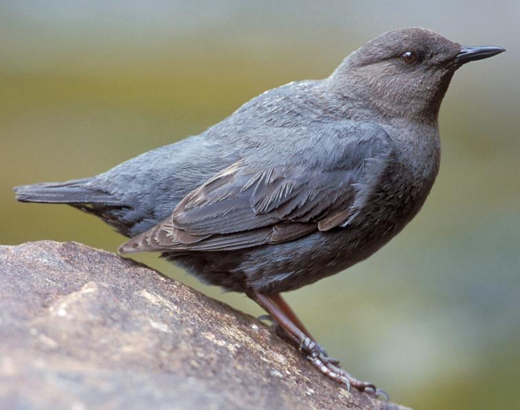 Image of American Dipper