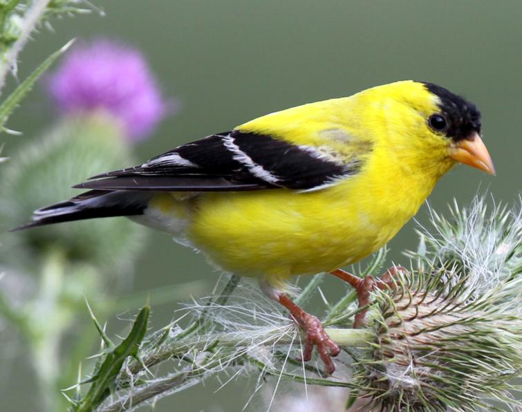 Image of American Goldfinch