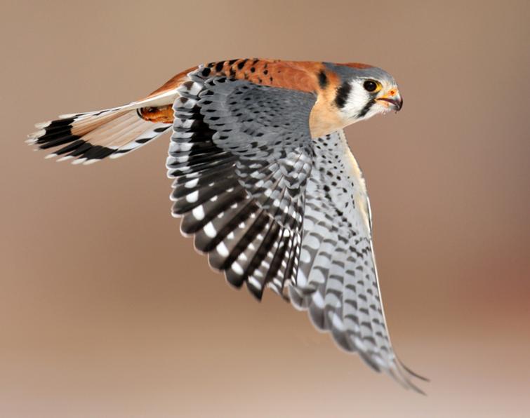 Image of American Kestrel