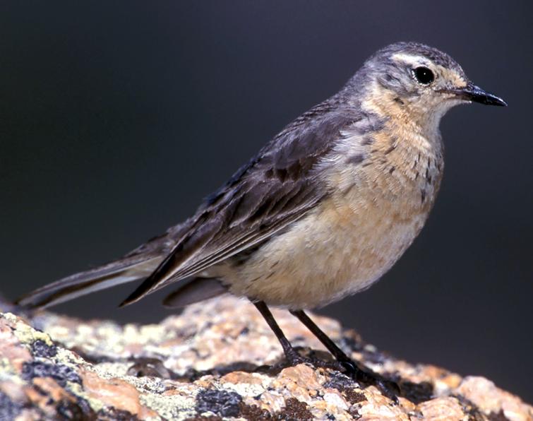 Image of American Pipit