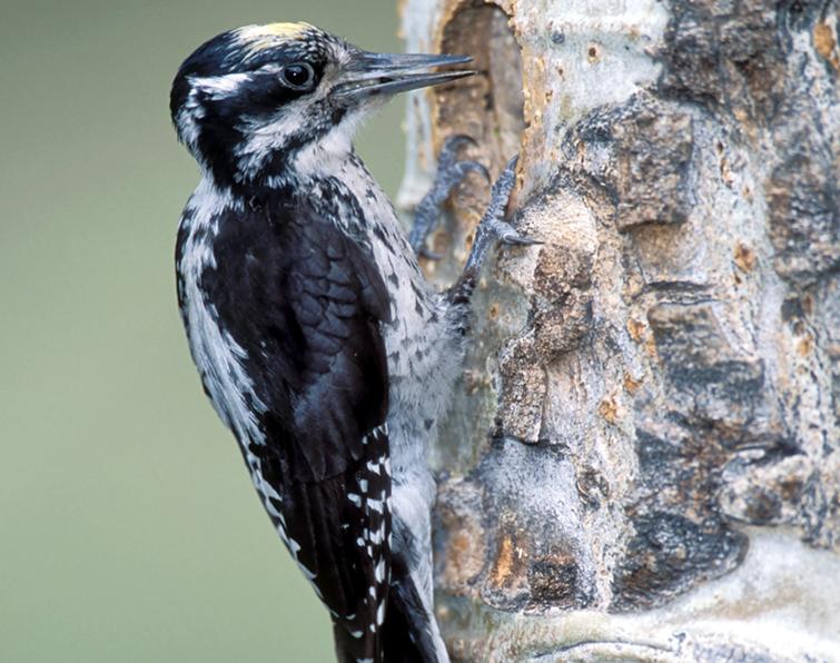 Image of American Three-toed Woodpecker