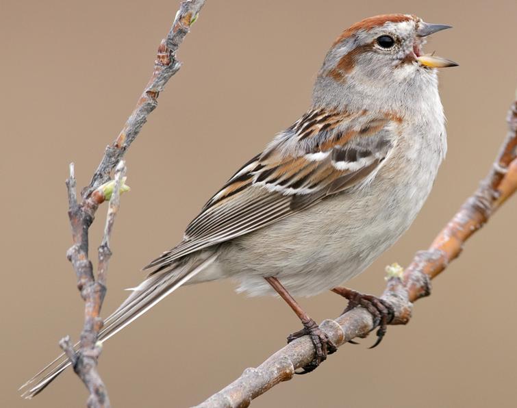 Image of American Tree Sparrow