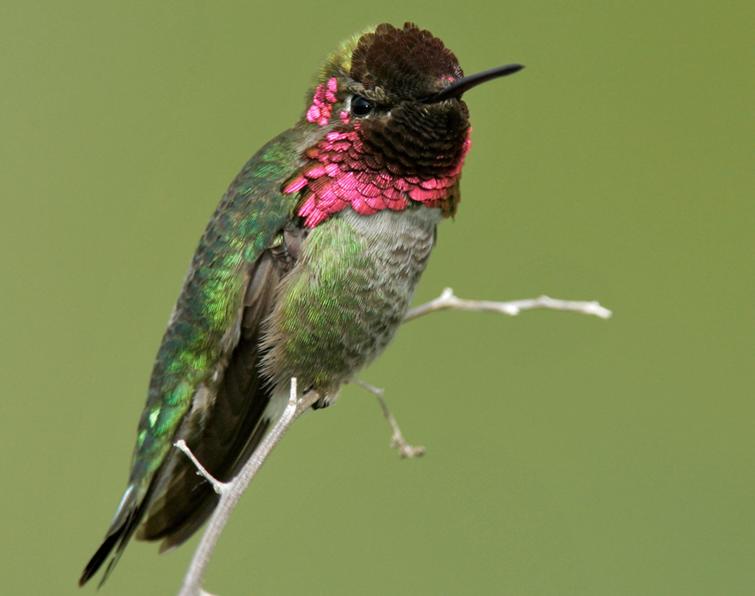 Image of Anna's Hummingbird