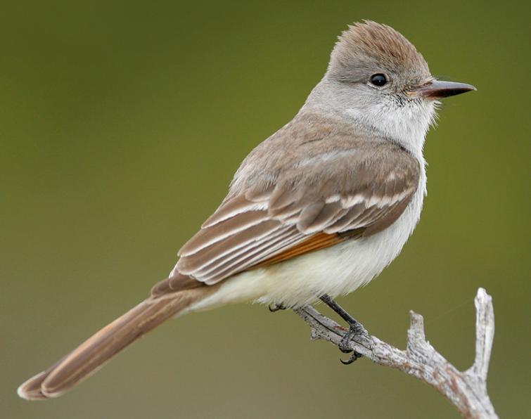 Image of Ash-throated Flycatcher