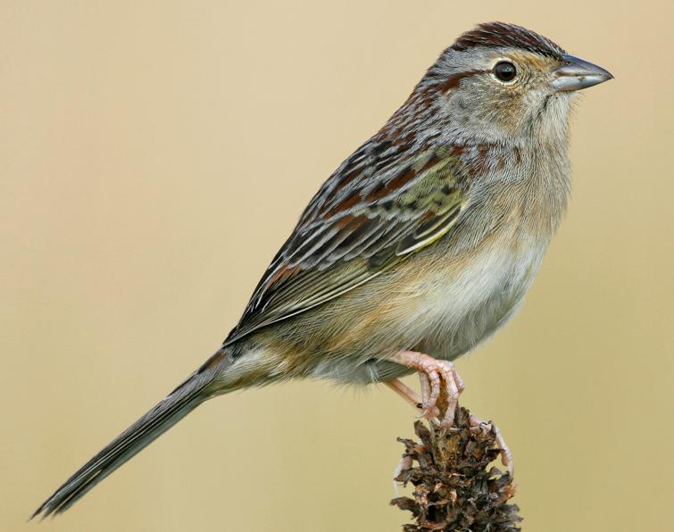 Image of Bachman's Sparrow