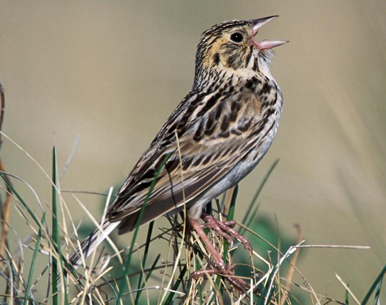 Image of Baird's Sparrow