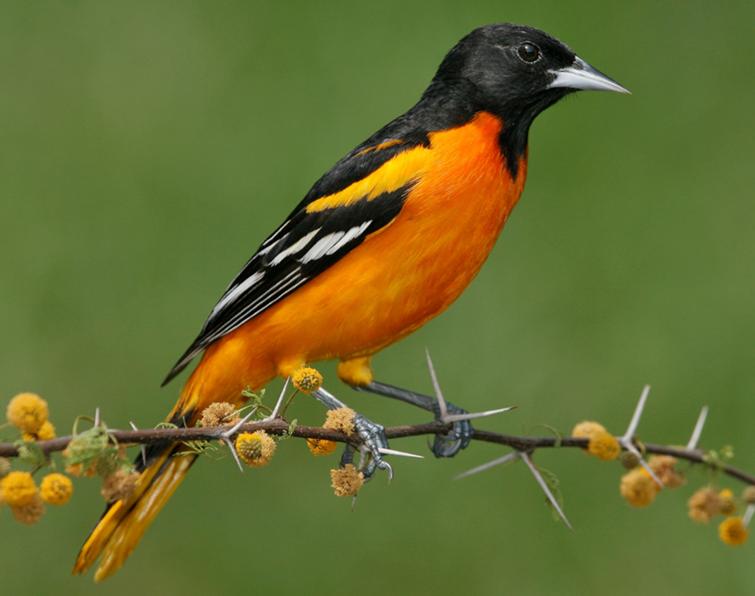 Image of Baltimore Oriole