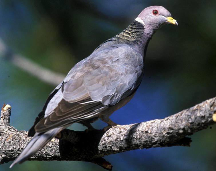 Image of Band-tailed Pigeon