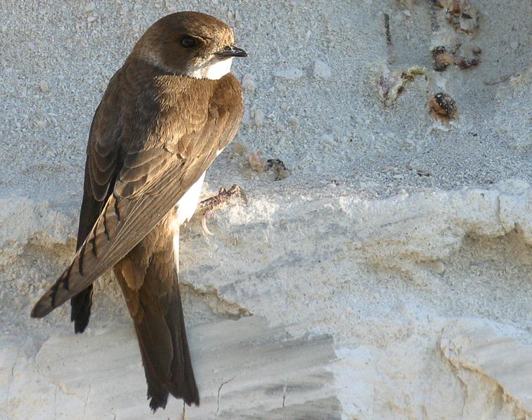 Image of Bank Swallow