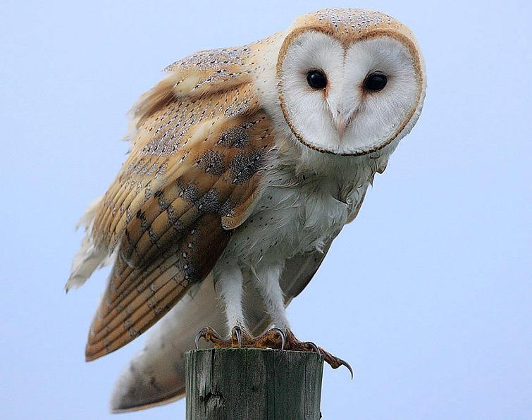 Image of Barn Owl