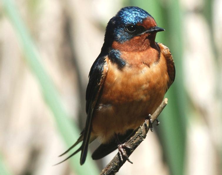 Image of Barn Swallow