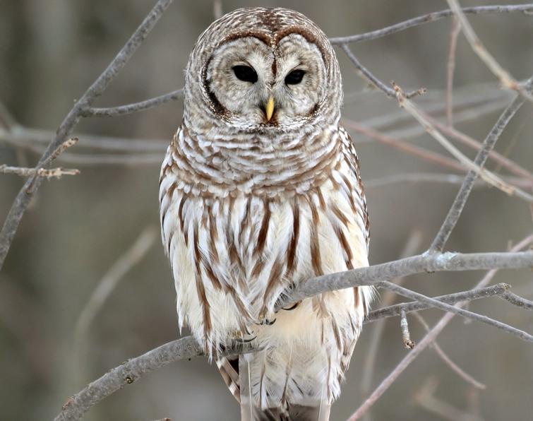 Image of Barred Owl