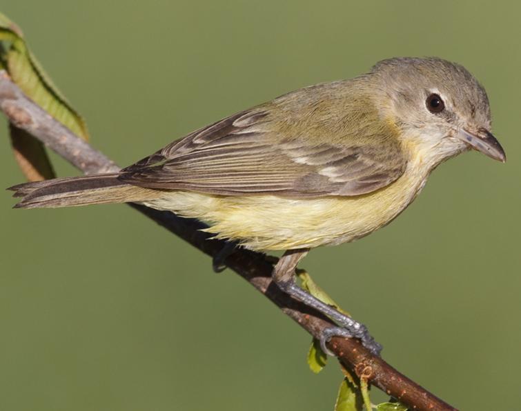 Image of Bell's Vireo