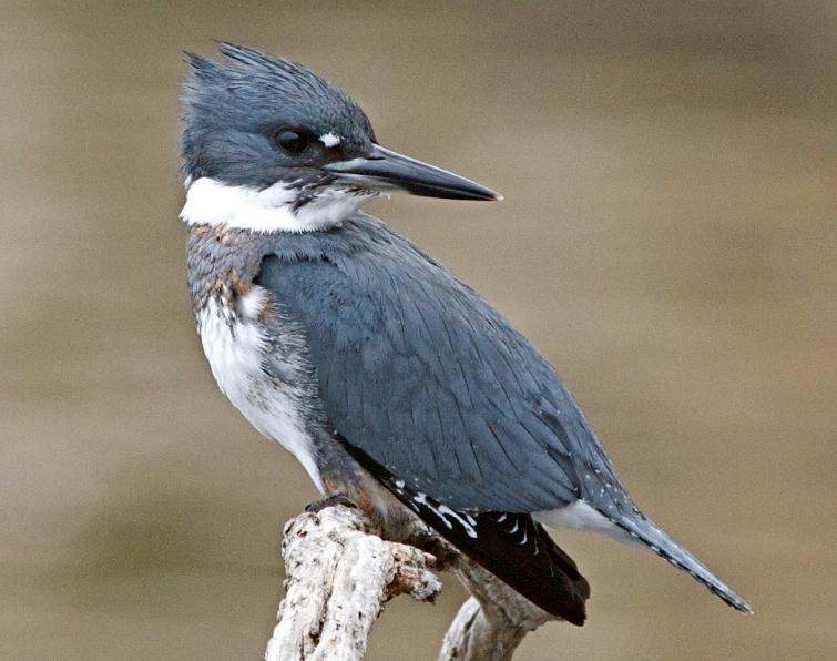 Image of Belted Kingfisher