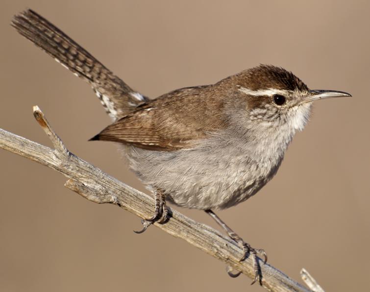 Image of Bewick's Wren